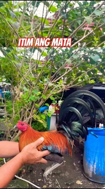 chupa sa gwapo|Ang Maka.